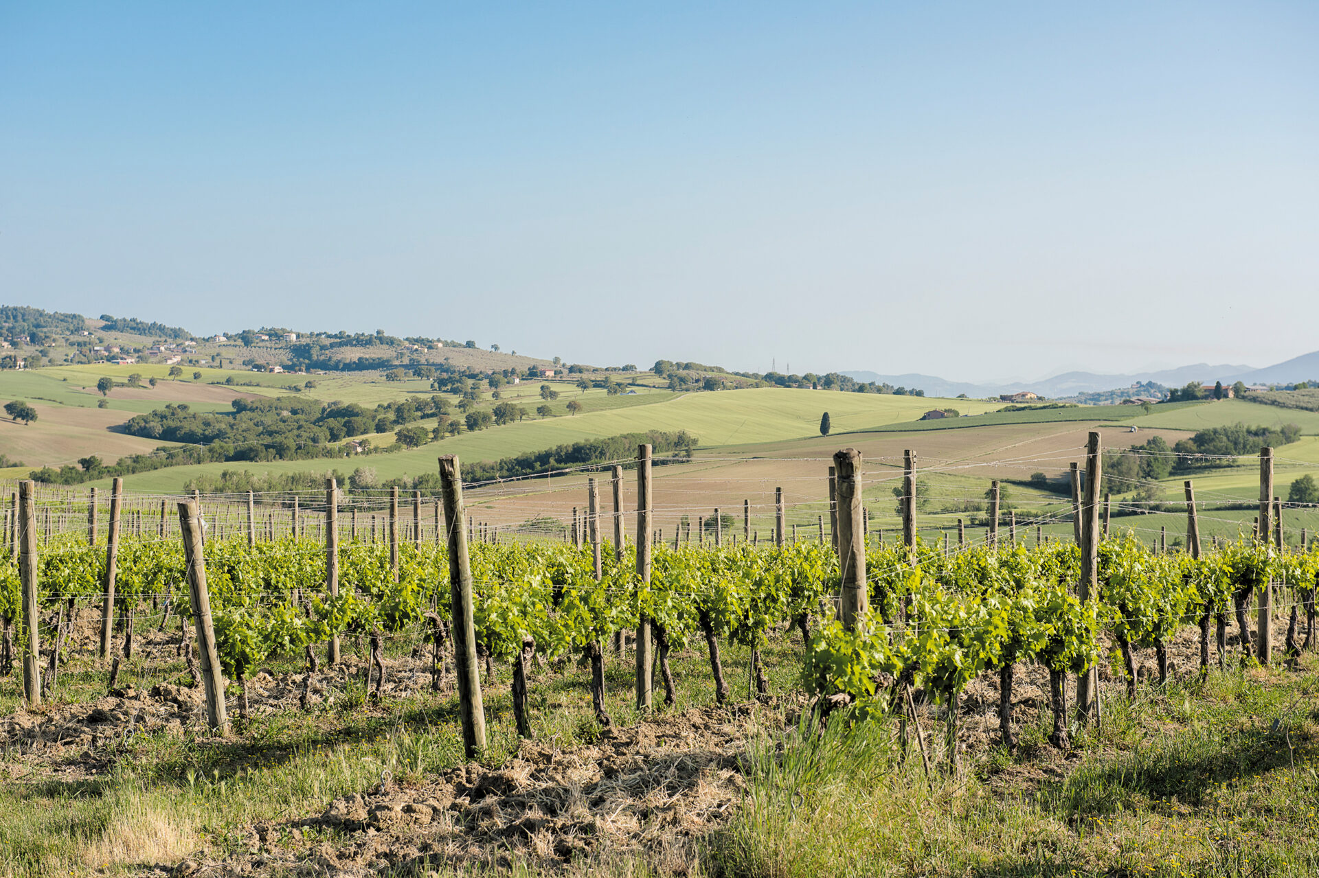 Graci Vineyard on Mount Etna